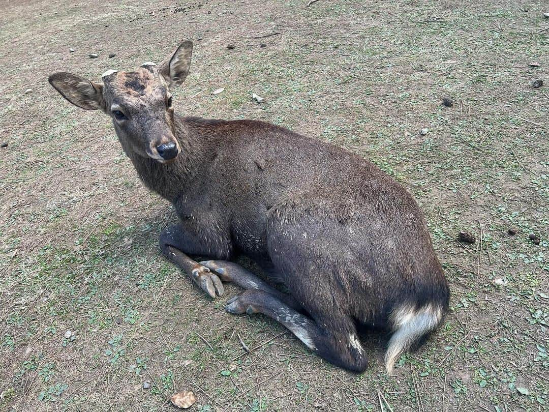 月野帯人さんのインスタグラム写真 - (月野帯人Instagram)「奈良公園の仔鹿さんすごく可愛かった(^^) また来年会いに行こ #奈良公園#仔鹿#鹿#奈良観光#奈良ランチ#続きはYouTubeで#月野帯人ちゃんねる#月野帯人#チャンネル登録よろしくお願いします #来月更新予定」11月23日 22時13分 - taitotsukino