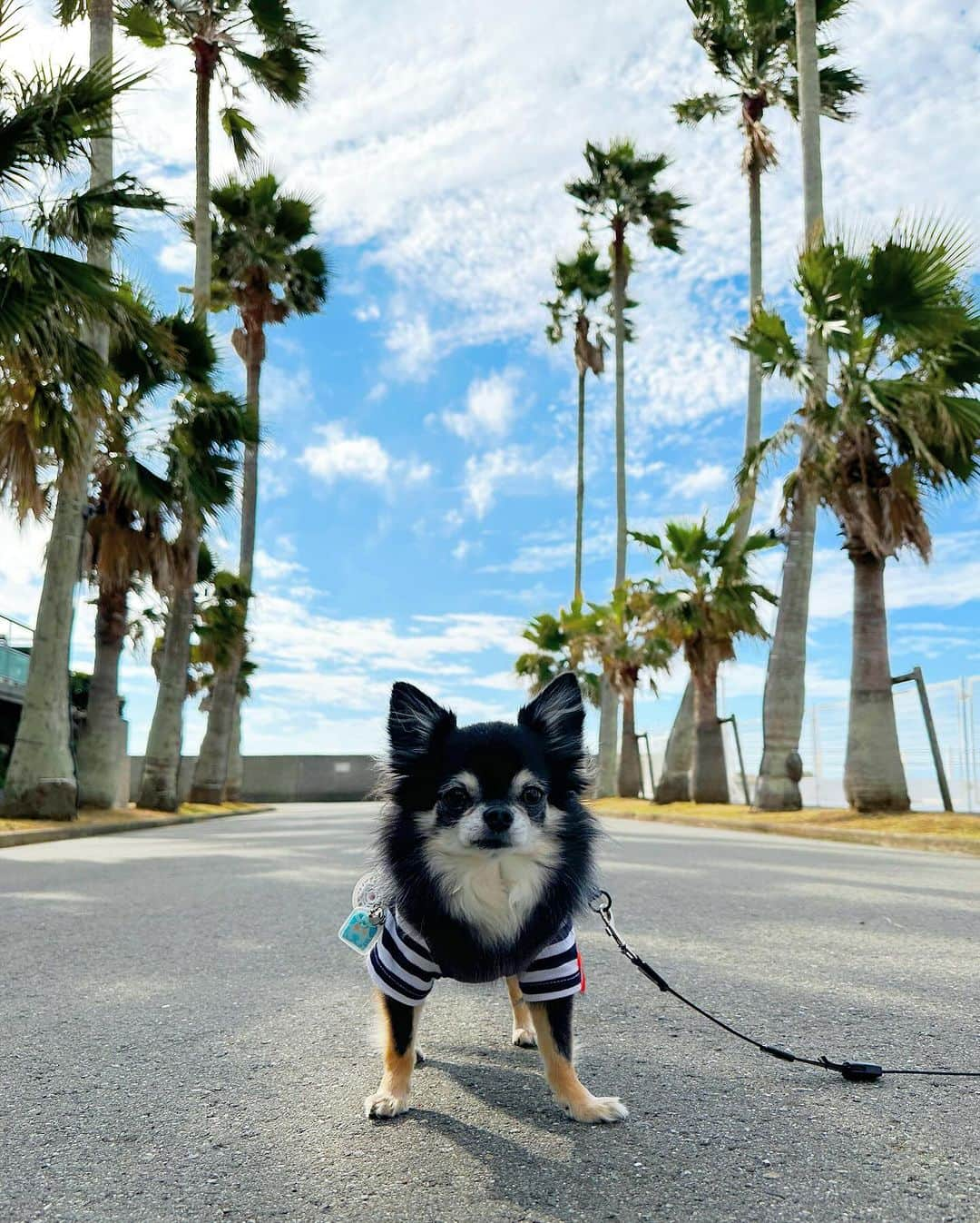 中倉隆道さんのインスタグラム写真 - (中倉隆道Instagram)「. ルフトと海へ🐶🚙✨  ルフトのかわいい姿たくさん撮れた💕  久しぶりにたっぷり遊んで楽しかったね♬ 天気も良かったし最高だったー✨  #わんこ #ワンコ #わんこのいる生活 #チワワ #愛犬 #luft #チワワ大好き #instachihuahua #dog #cutedog #강아지 #puppy #chihuahuas #わんことお出かけ #葉山」11月23日 22時39分 - ryudo.tokyo