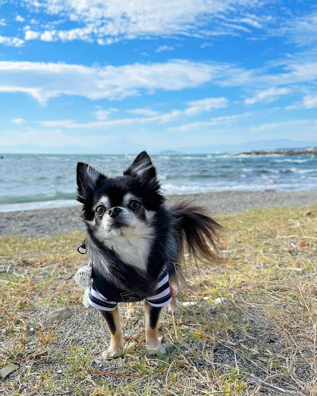 中倉隆道のインスタグラム：「. ルフトと海へ🐶🚙✨  ルフトのかわいい姿たくさん撮れた💕  久しぶりにたっぷり遊んで楽しかったね♬ 天気も良かったし最高だったー✨  #わんこ #ワンコ #わんこのいる生活 #チワワ #愛犬 #luft #チワワ大好き #instachihuahua #dog #cutedog #강아지 #puppy #chihuahuas #わんことお出かけ #葉山」