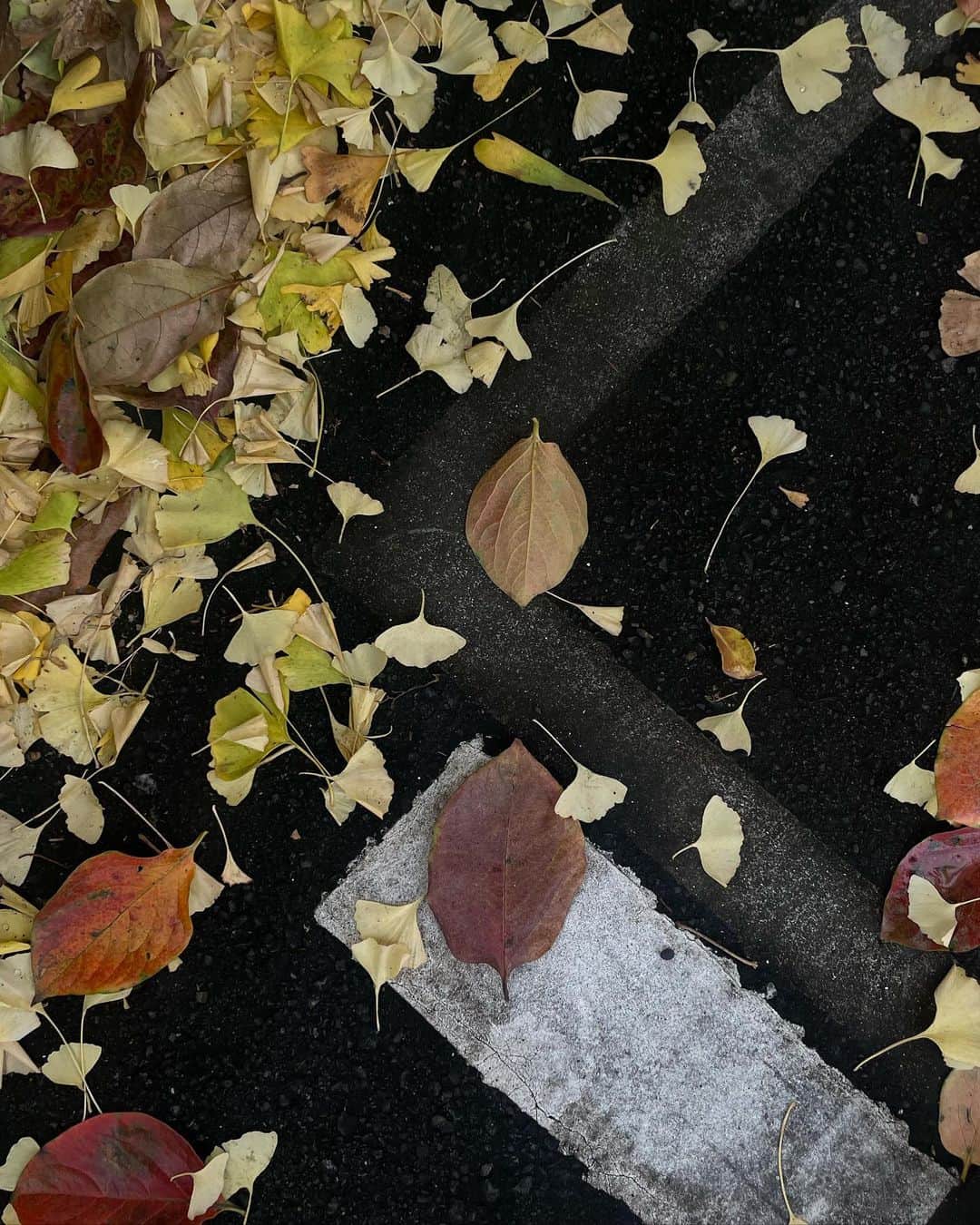 勝田里奈さんのインスタグラム写真 - (勝田里奈Instagram)「イチョウが降ってきた🦆」11月23日 22時43分 - rinakatsuta
