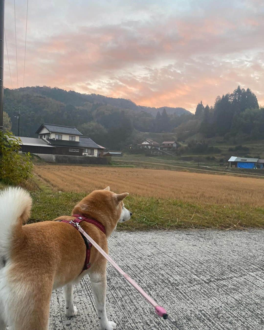 がんちゃんさんのインスタグラム写真 - (がんちゃんInstagram)「11/22夕刻の神迎祭で全国の神様をお迎えした出雲地方。11/29の神去出祭までが神在祭の期間です。  翌朝11/23のあさんぽでは珍しい朝焼けが。山と海の位置関係から、夕日は綺麗ですが朝日はほとんど見ることがないてんタッキー地方ですので何となく神々しさを感じる空でした。」11月23日 22時46分 - kota2ann