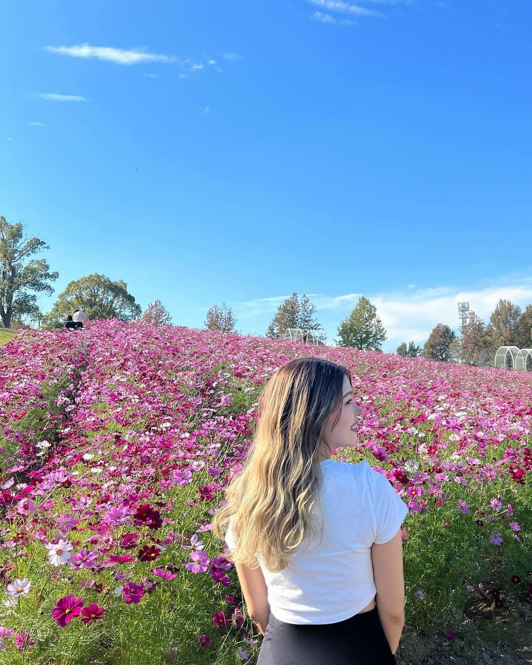 吉岡久美子さんのインスタグラム写真 - (吉岡久美子Instagram)「、 秋の桜でコスモス(秋桜)🌸💐  お花って本当に元気もらえる☺️  暑くて半袖😂😂😂✨ 、 、 、 #つぼみ大革命 #つぼみ #吉本 #よしもと #アイドル #idol #大阪 #東京 #神戸 #ライブ #instagood #いいね #フォローミー #コスモス #コスモス畑」11月23日 22時47分 - kuunyaaan