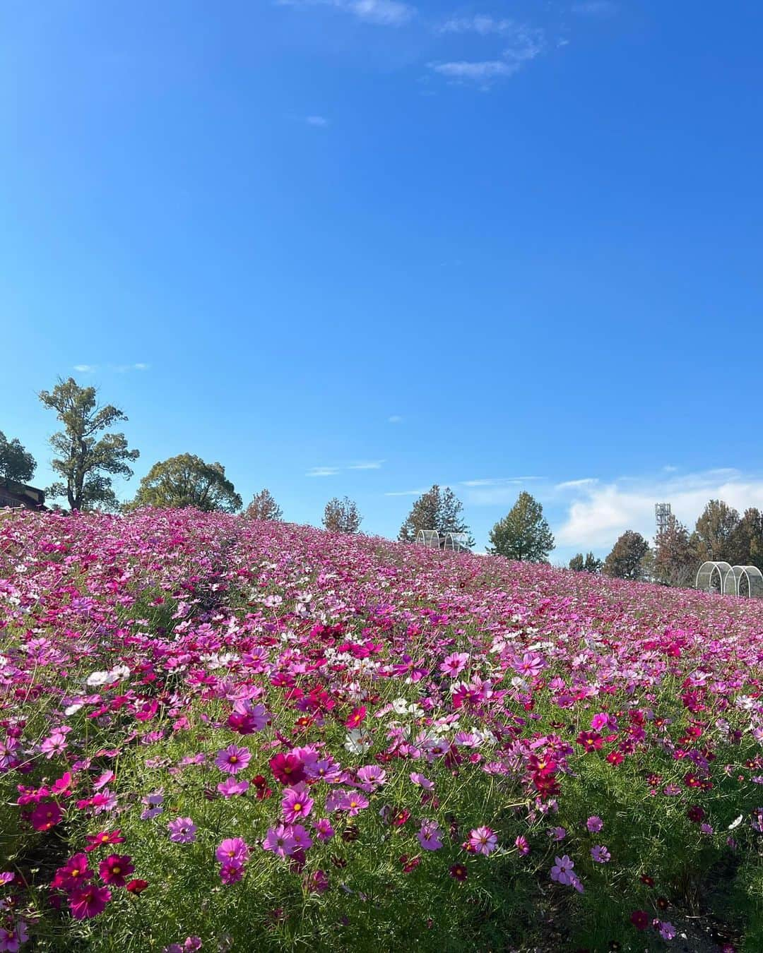 吉岡久美子さんのインスタグラム写真 - (吉岡久美子Instagram)「、 秋の桜でコスモス(秋桜)🌸💐  お花って本当に元気もらえる☺️  暑くて半袖😂😂😂✨ 、 、 、 #つぼみ大革命 #つぼみ #吉本 #よしもと #アイドル #idol #大阪 #東京 #神戸 #ライブ #instagood #いいね #フォローミー #コスモス #コスモス畑」11月23日 22時47分 - kuunyaaan