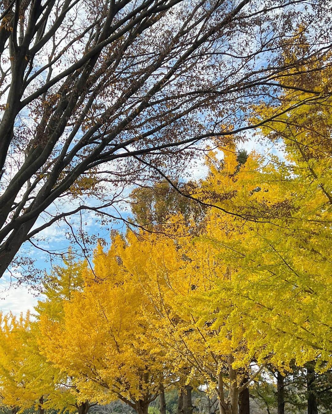 阿部夢梨さんのインスタグラム写真 - (阿部夢梨Instagram)「素敵な思い出🚌💛🌼」11月23日 22時58分 - yumeri_abe.official