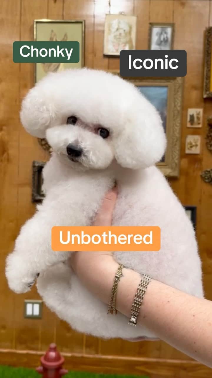 JessRonaGroomingのインスタグラム：「Happy Thanksgiving 🦃   #poodlesofinstagram #jessronagrooming」