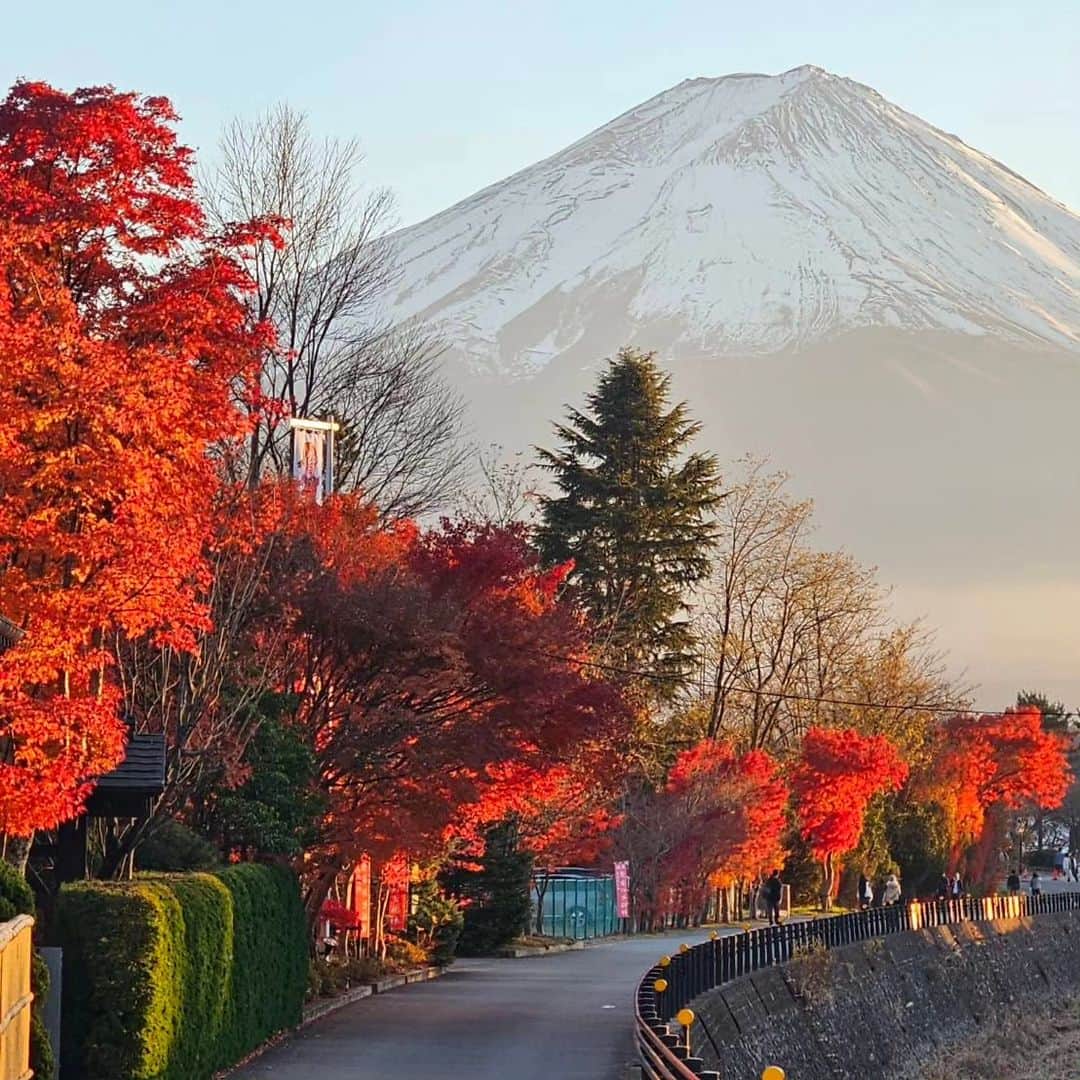 綾小路きみまろのインスタグラム：「こんにちは。 綾小路きみまろです。  今日の日の入り頃の富士山🗻(1～5枚目) 早朝の富士山🗻(6～9枚目) まだまだ 紅葉🍁が綺麗です✨ 今週末なら間に合います😊 紅葉見物に河口湖にいらしてくださいね🎵  最後の1枚は 干し柿作り！ おいしくなぁ～れ💕  #綾小路きみまろ #富士山 #河口湖 #干し柿  #干し柿作り」