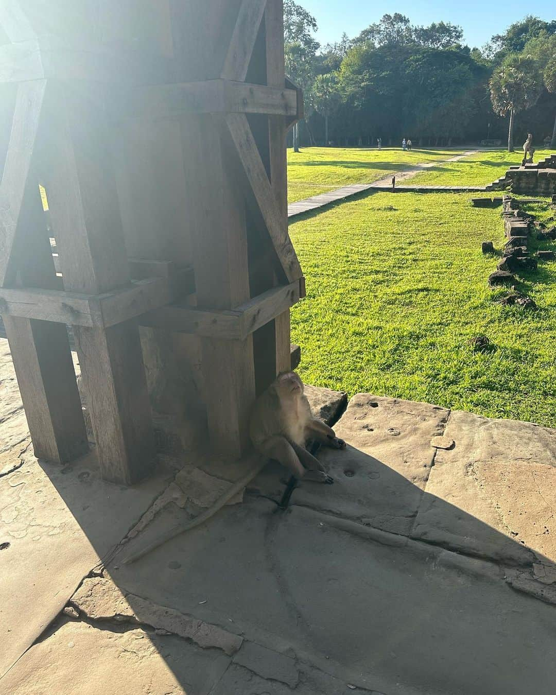 上田理子さんのインスタグラム写真 - (上田理子Instagram)「🇰🇭Angkor Wat🇰🇭  何時間でも居られてしまうほど 素敵な場所でした、、 世界遺産でくつろぎすぎてるお猿さんもみれた〜🐒笑」11月23日 23時15分 - ueda_riko_official