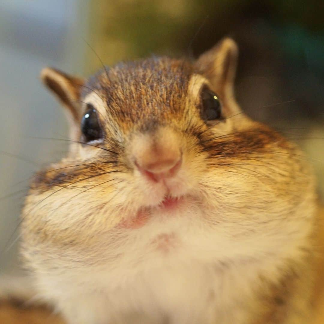 ビッケ & トッドのインスタグラム：「#Tod  I don't think I've gotten my nut of the day yet.  何も持ってません（自信満々）  #tbt #throwbackthursday  #chipmunk #シマリス #リス」