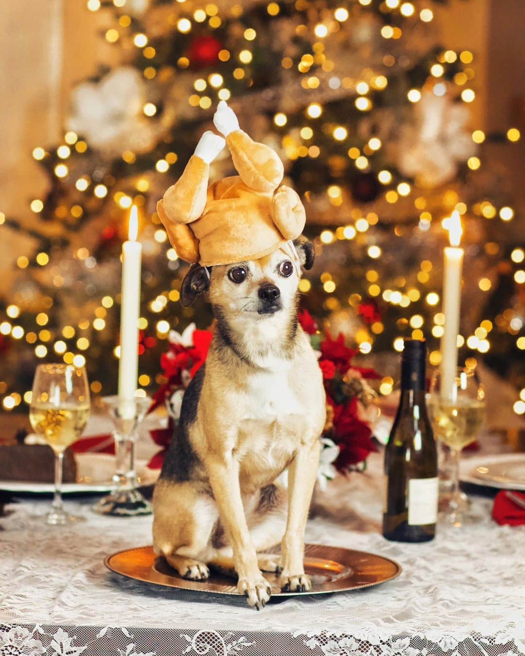 ティファニー・トートのインスタグラム：「Happy Thanksgiving from Beans aka Lily aka the only turkey you will find in our house today ☺️🍂🥧🦃」