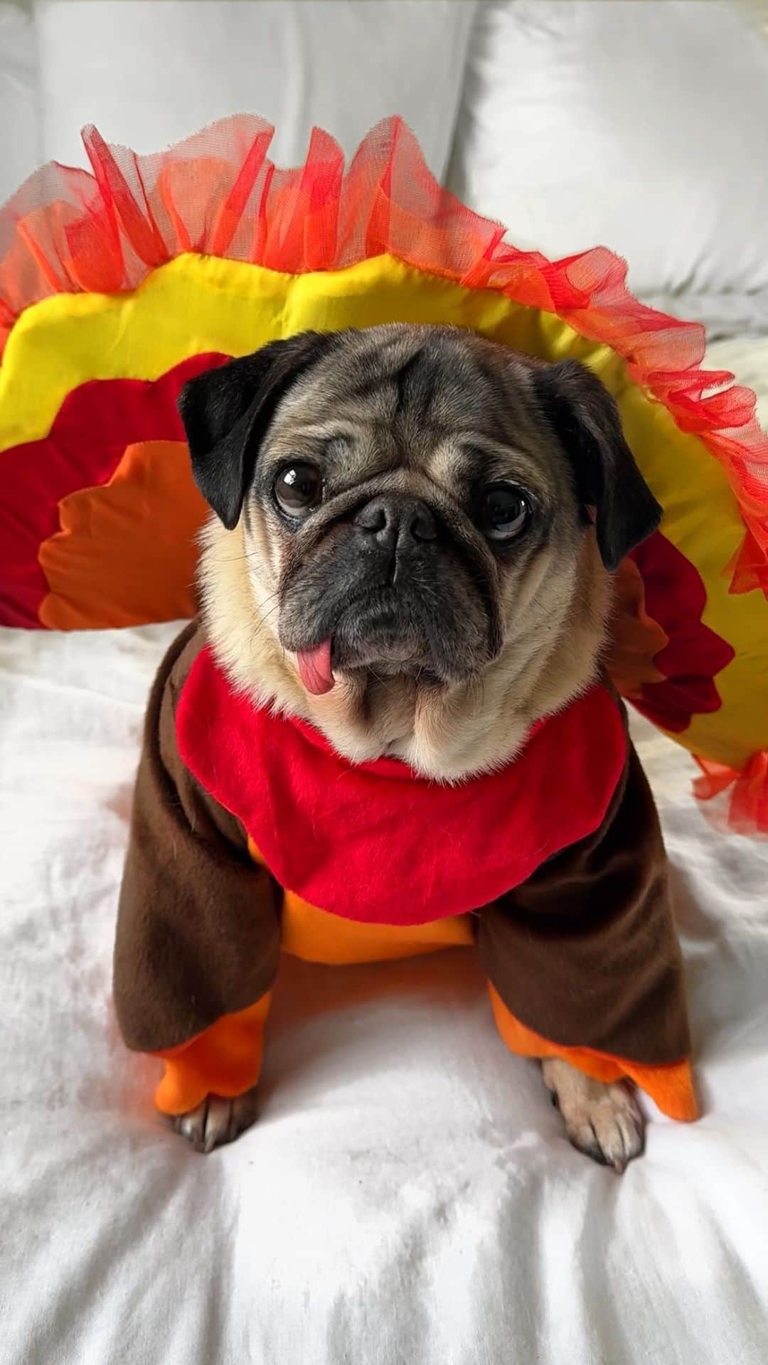 itsdougthepugのインスタグラム：「This is going to be me tonight…anyone else??? Happy Thanksgiving!!! So very grateful for all of you! 🦃🍁❤️   #thanksgiving #dogsofinstagram #pugs」
