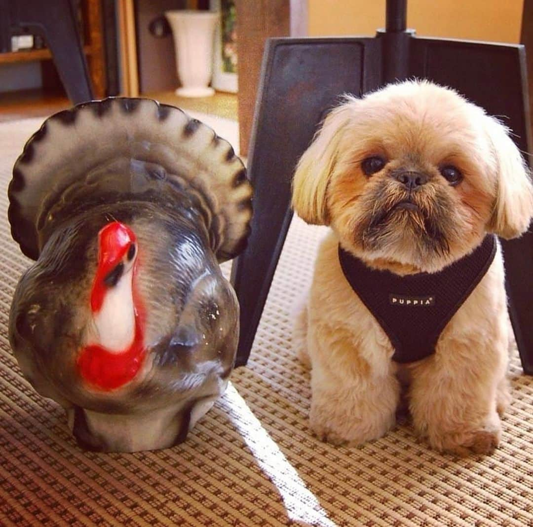 Dougie the Shih Tzuさんのインスタグラム写真 - (Dougie the Shih TzuInstagram)「Happy Thanksgiving everyone!  Our family wishes you a wonderful holiday. #tbt」11月24日 0時31分 - dailydougie