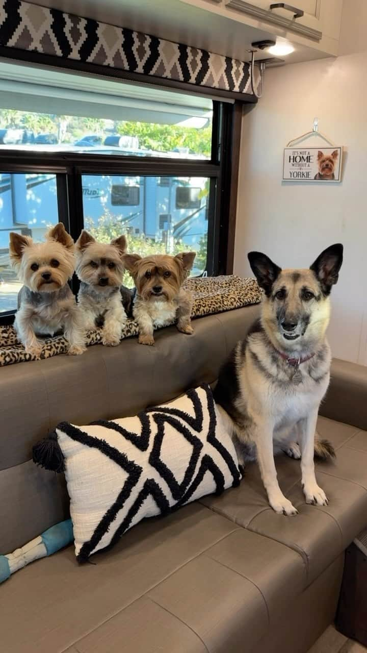 のインスタグラム：「Allie, Max, Sammy & Misty 💭Happy Thanksgiving!! Wishing all our friends near and far a very happy and safe Thanksgiving! We love you all! ♥️🫶🏼🥰🙏🏼🦃🍾🥂 #HappyThanksgiving2023 #HappyTurkeyDay🦃 #ThankfulHeart #GratefulNess #ThankYouForTheLove #ThankYouForTheSupport #AllMyLoves #TheyHaveMyHeart #MyFurryFamily #DogsAreTheBestPeople」