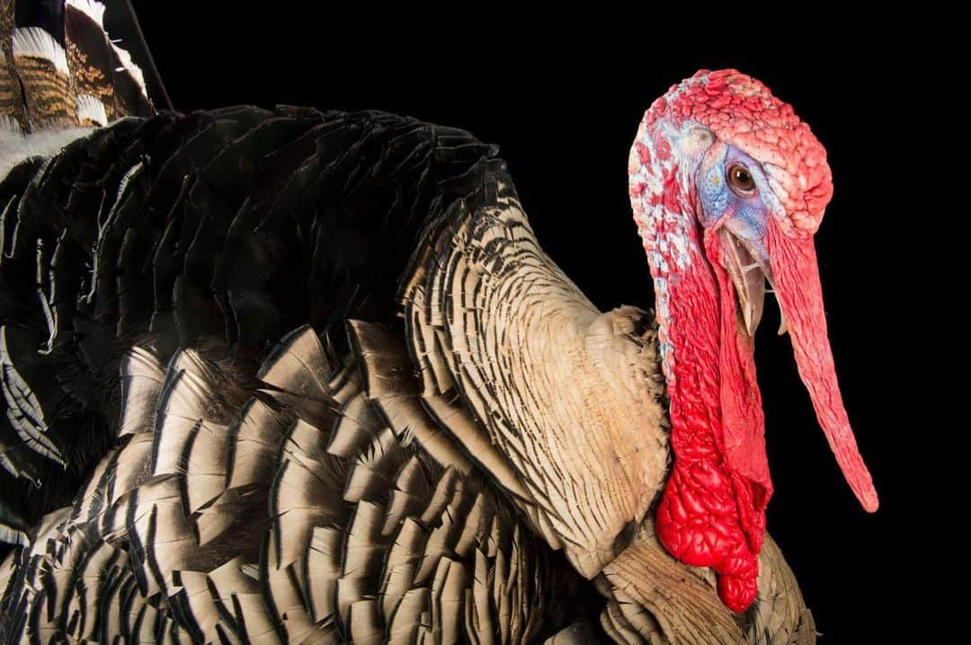 Joel Sartoreさんのインスタグラム写真 - (Joel SartoreInstagram)「Happy Thanksgiving from Barley, a Narragansett turkey I photographed @zooknoxville! The breed, which is a cross between wild and domesticated turkeys, is named for the Narragansett Bay in Rhode Island where they originated. Urban farming has been key to saving it, along with many other heritage breeds, allowing their numbers to recover from critical lows over the last few years.   #turkey #thanksgiving #turkeyday #animal #bird #wildlife #photography #animalphotography #wildlifephotography #studioportrait #PhotoArk @insidenatgeo」11月24日 1時03分 - joelsartore