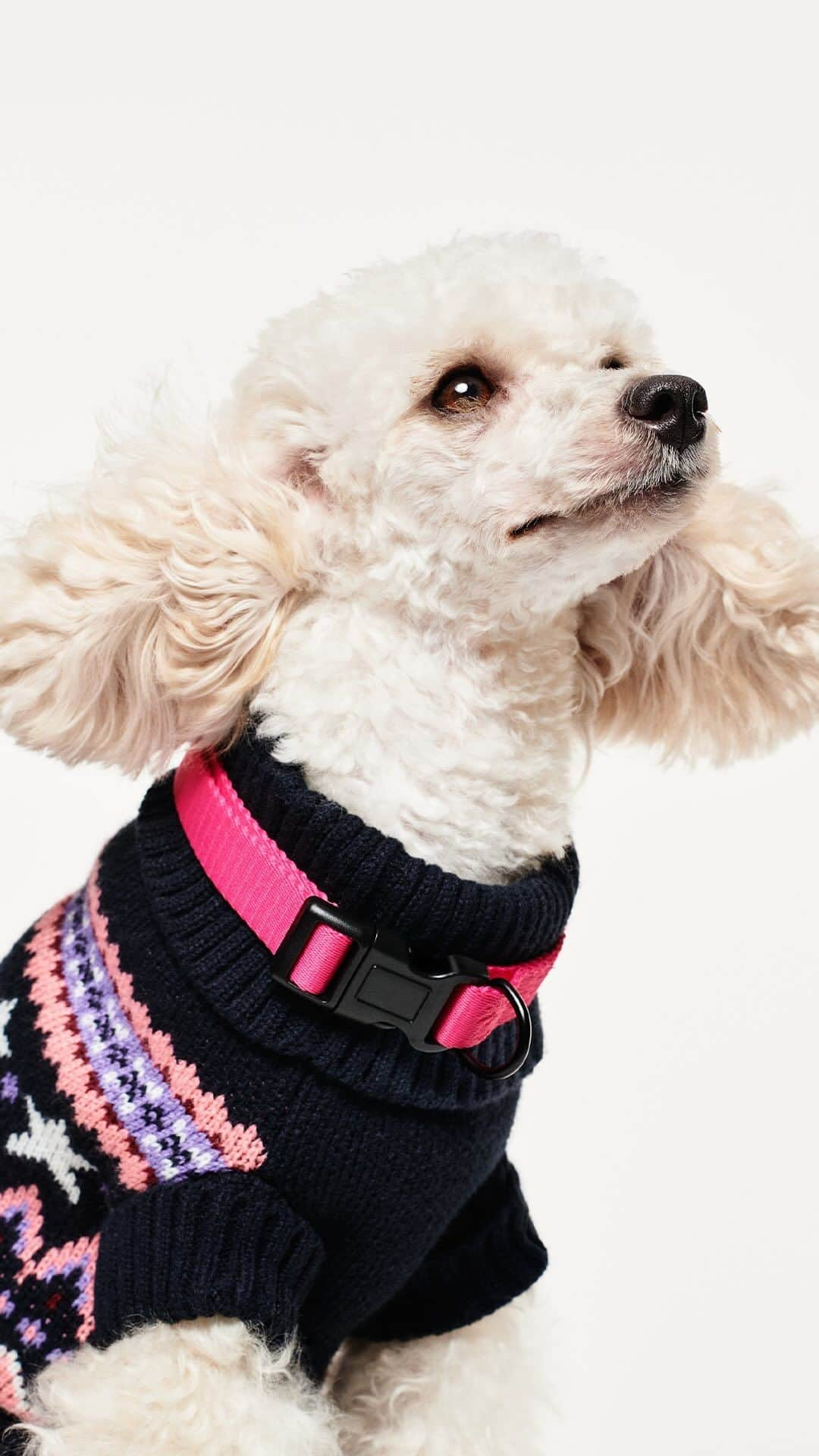 ベネトンのインスタグラム：「This holiday season, our pets will pull off iconic looks: jacquard sweaters in many different colors, collars and leashes are inseparable just like us and our little furry friends.  Discover the capsule collection designed by @andreaincontri In selected stores and on benetton.com  WE ARE FAMILY Creative Direction @andreaincontri Photography @mattia_sawio Styling @marcgoehring Pets Talent Agency @argentovivoacademy_onset  #Benetton #WeAreFamily」