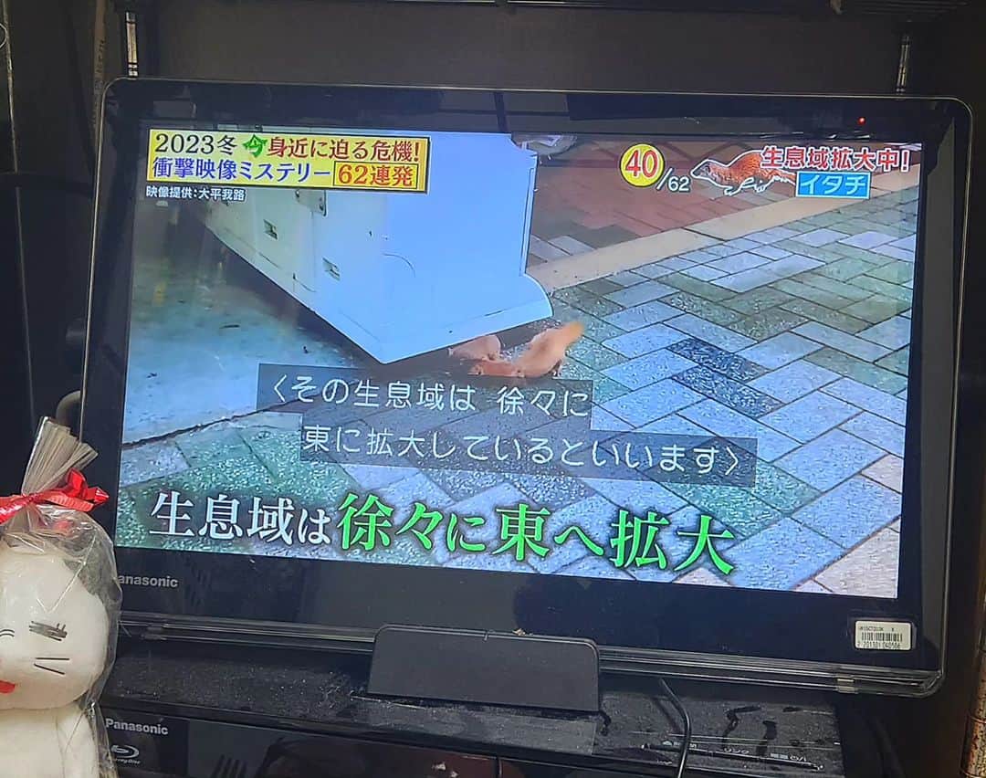 大平我路のインスタグラム：「テレビ朝日「林修の今知りたいでしょ」 「2023冬　衝撃映像ミステリー」で 前にYouTubeで公開したイタチの映像 ちらっと番組で使っていただきました」