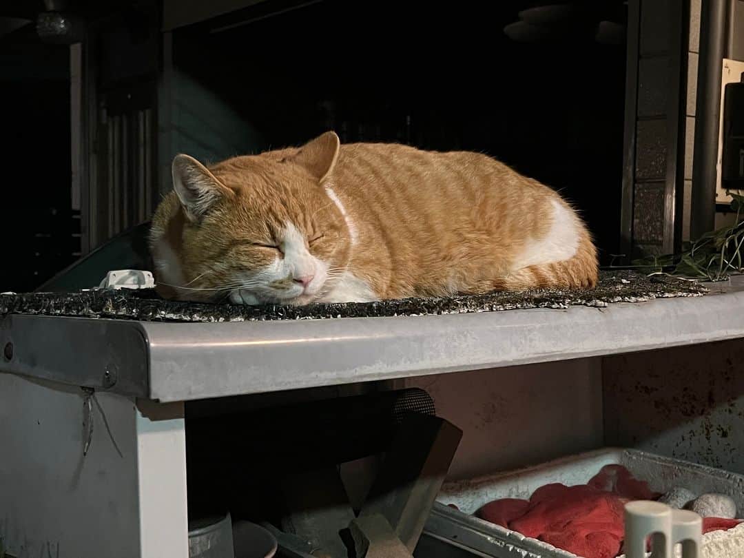 Kachimo Yoshimatsuのインスタグラム：「家に着いたら、寝てた。  #うちの猫ら #猫 #chameshi #ねこ #ニャンスタグラム #にゃんすたぐらむ #ねこのきもち #cat #ネコ #catstagram #ネコ部 http://kachimo.exblog.jp」