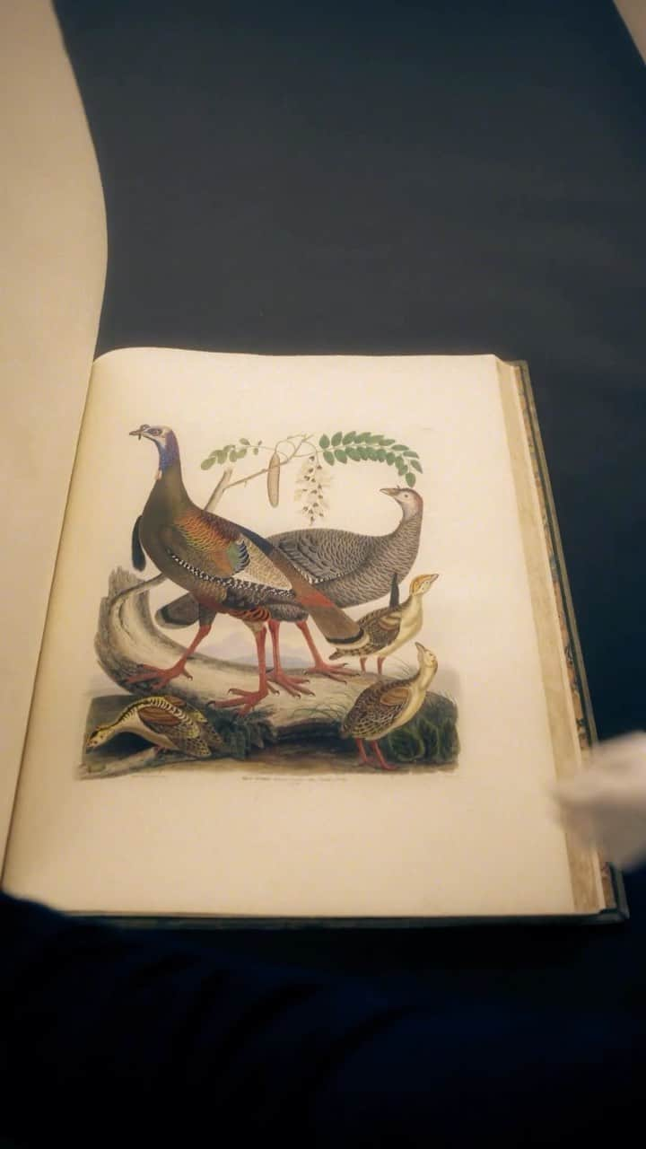 サザビーズのインスタグラム：「On Thanksgiving, we found a colorful (and very large) illustration of a Wild Turkey in what is arguably the most desirable copy of one of the rarest large-format illustrated work on American ornithology. Captain Thomas Brown’s folio (circa 1831 - 1835) features 124 hand-coloured engraved plates of birds.   Even as a “regular” copy, the book is one of the rarest [volumes] in ornithological literature. In our upcoming Fine Books sale, we have this elephant folio on large paper that was dedicated to David Ogilvie, 9th Earl of Airlie. In fact, this is the Earl’s own copy.   The coloring is indeed more elaborate than the regular issue, with skies and clouds added in the backgrounds of many plates. We have been unable to locate a single elephant folio copy appearing on the market since 1919. The auction of Fine Books from a Distinguished Private Library takes place 28 November #SothebysLondon. Discover more in our link in bio.」