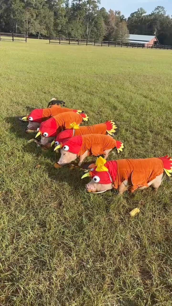 Priscilla and Poppletonのインスタグラム：「This is how you serve a turkey on Thanksgiving! These lucky birds pigged out on squash, carrots, berries, green beans, corn, sweet potatoes, and pie. Thankful and blessed today and everyday! Happy Thanksgiving y’all!🐷🧡🦃 #VeganThanksgiving #PiggyPenn #PoseyandPink #Pigtailthepug #PrissyandPop」