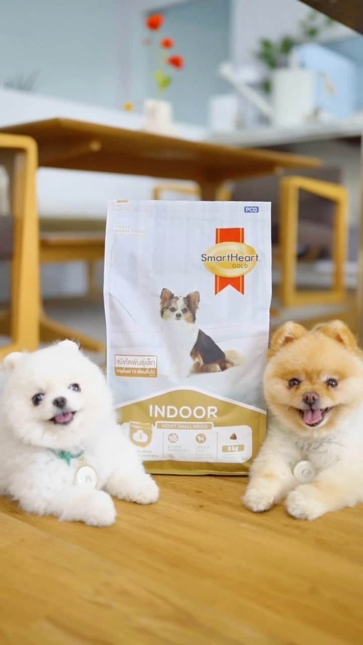 むじさまのインスタグラム：「น้องมูจิเลือก SmartHeart Gold INDOOR 🐶🐶 ที่มีซุปเปอร์พรีไบโอติกส์ และยักคา ช่วยดูแลระบบขับถ่าย แถมมีสารอาหารครบถ้วน ⭐️👍🏼โปรตีนคุณภาพสูงเหมาะสมกับหมาพันธุ์เล็ก เลี้ยงในบ้านด้วยนะ 🏡😊  #พันธุ์เล็กไม่ใช่อะไรก็ได้ #SmartHeartGold #SmartHeartGoldIndoor #รู้ใจสุนัขพันธุ์เล็กที่เลี้ยงในบ้านเป็นพิเศษ」