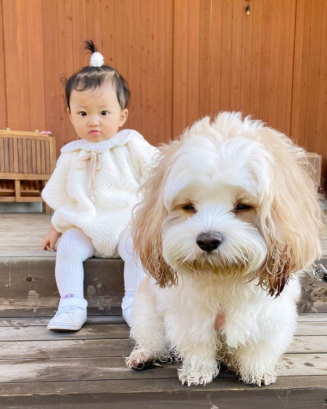 宮原幸恵のインスタグラム：「モフモチ記録🐶👶🏻  このまえ行った グランピングの時の写真だよ🤍  あんちゃん朝露で ビシャビシャボフボフだけど それもまた可愛い。笑  写真見返すと ちょいちょい同じ表情してて シンクロ率の高さに 兄妹みを感じる…😂💕  このまま仲良く育っておくれ🫶  #モフモフとモチモチ」