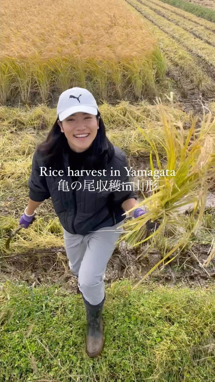大野南香のインスタグラム：「* Sharing my lovely experience of rice harvest at natural-cultivation rice farm in Sakata, Yamagata. ❤︎ Feeling more special and connected to brown rice. It was such a fortunate timing to visit Japan during this special period.  自然栽培米農家さんでの収穫の楽しかったひとときを☺️ 世の中はおいしいものであふれてるけど やっぱり玄米は私にとって特別で深いつながりを感じる 今回収穫の時期に日本に帰ってこられて 本当に幸せだなぁ〜  #everydayhappy ☺︎ #riceharvest #brownrice #玄米 #自然栽培 #naturalcul」