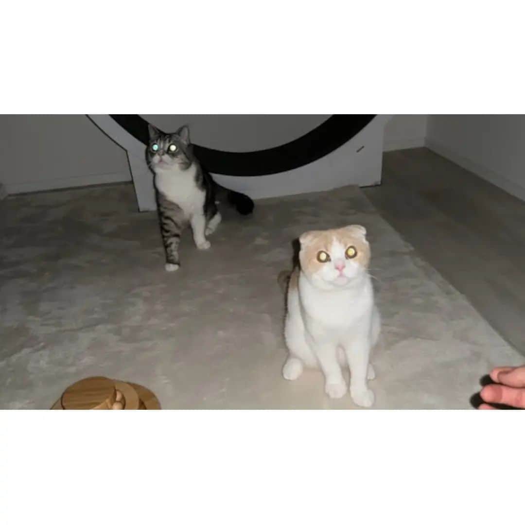 もちまるのインスタグラム：「真夜中に突然停電したら猫たちがパニックで大変なことになりました…」
