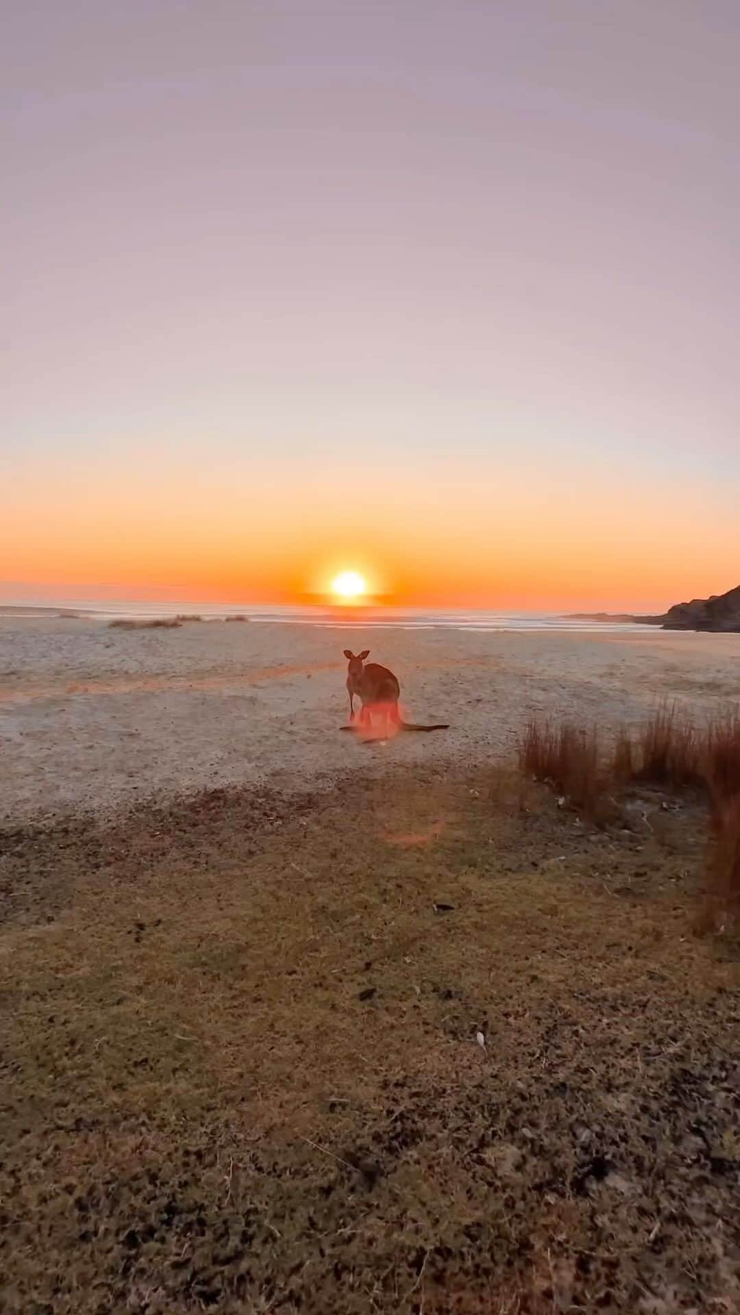 Australiaのインスタグラム：「Just your average #Aussie day in @eurobodalla 🦘☀️Less than a 5-hour road trip from Warrane (@sydney) in @visitnsw, you’ll find the roo-tiful coastal stretch of #PotatoPoint, known for its resident #Kangaroos and abundant marine life 🤿 At the nearby @bodalladairy you can sample fresh local cheese, say g’day to the resident farm animals and stay the night just a stone’s throw away from your friends at Potato Point. Continue your adventure 30 minutes south to #Narooma to splash among wild seals with @montagueislanddiscoverytours 💙.   🎥: @lukelambley   📍: #PotatoPoint, @eurobodalla, @visitnsw   #SeeAustralia #ComeAndSayGday #SouthCoastNSW #VisitNSW  ID: A kangaroo hopping along a sandy beach as the sun sets over the ocean.」