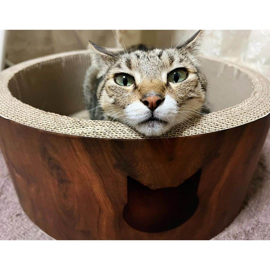 高木沙織さんのインスタグラム写真 - (高木沙織Instagram)「🐈 * ♡♡♡♡♡♡♡♡♡♡ 可愛いすぎる！！！ * 『猫壱』さんの爪とぎで よく顎乗せしているんだけど あまりの可愛さに10秒くらい気絶した！ * 奇跡的に 猫さんのイラストの上に トンちゃん。 シルエットが同じ♡ * * #猫 #猫がいる生活 #猫がいる暮らし #猫がいる幸せ #猫のいる生活 #猫との暮らし #保護猫 #キジトラ #ねこ#ねこすたぐらむ #顎乗せ #かわいい #猫壱 #マインドフル猫 #cat #catstagram」11月9日 18時04分 - saori_takagi