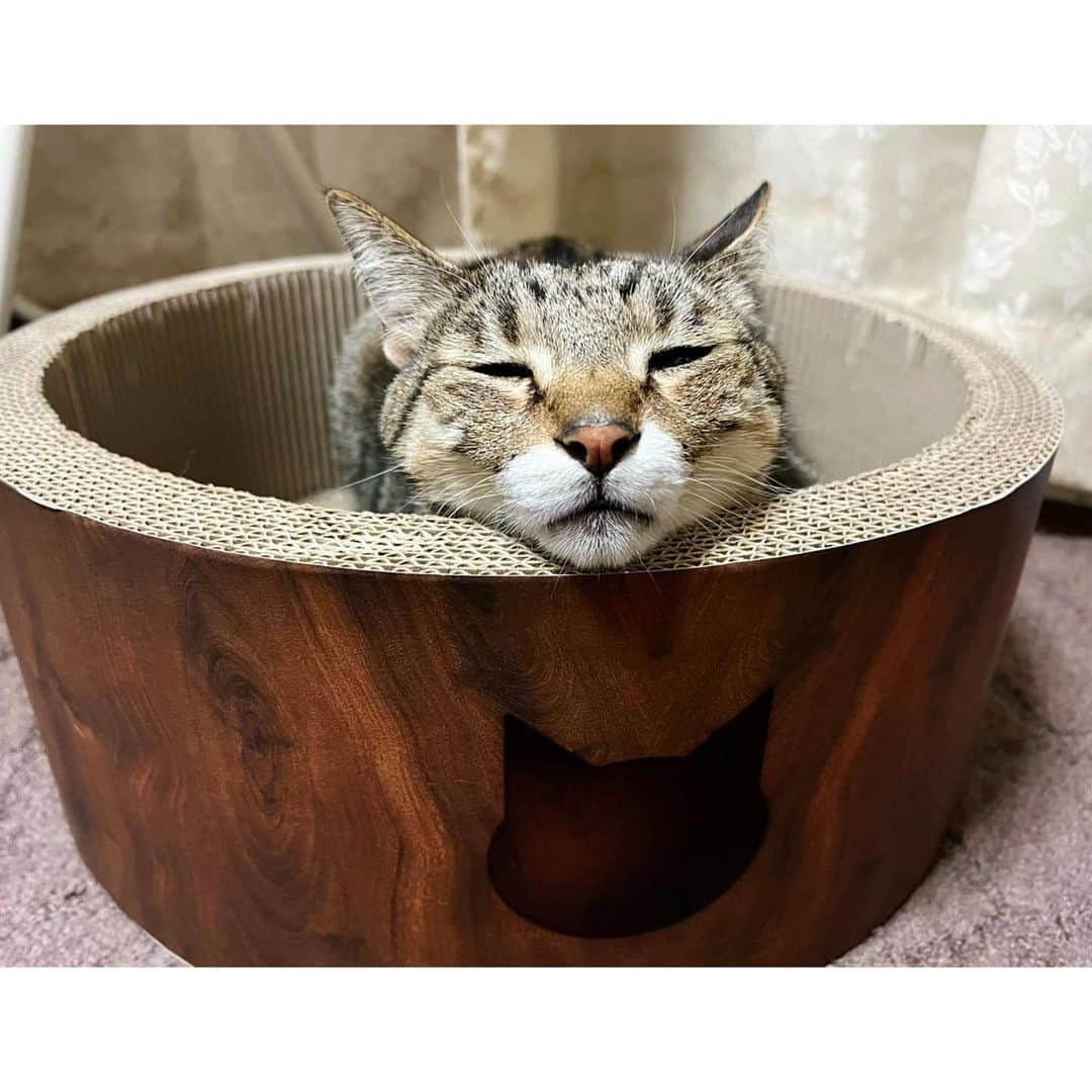 高木沙織さんのインスタグラム写真 - (高木沙織Instagram)「🐈 * ♡♡♡♡♡♡♡♡♡♡ 可愛いすぎる！！！ * 『猫壱』さんの爪とぎで よく顎乗せしているんだけど あまりの可愛さに10秒くらい気絶した！ * 奇跡的に 猫さんのイラストの上に トンちゃん。 シルエットが同じ♡ * * #猫 #猫がいる生活 #猫がいる暮らし #猫がいる幸せ #猫のいる生活 #猫との暮らし #保護猫 #キジトラ #ねこ#ねこすたぐらむ #顎乗せ #かわいい #猫壱 #マインドフル猫 #cat #catstagram」11月9日 18時04分 - saori_takagi