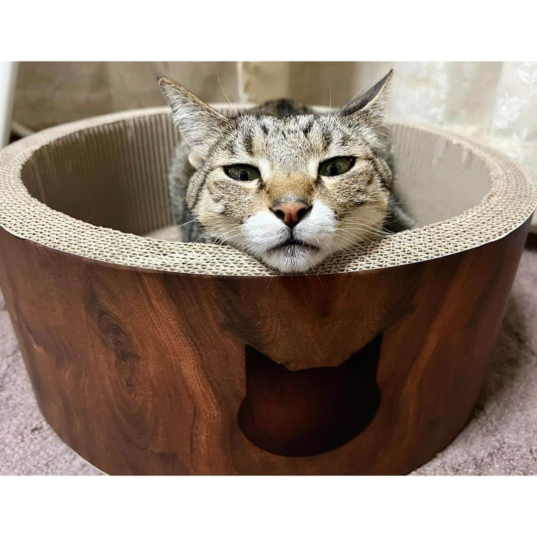 高木沙織さんのインスタグラム写真 - (高木沙織Instagram)「🐈 * ♡♡♡♡♡♡♡♡♡♡ 可愛いすぎる！！！ * 『猫壱』さんの爪とぎで よく顎乗せしているんだけど あまりの可愛さに10秒くらい気絶した！ * 奇跡的に 猫さんのイラストの上に トンちゃん。 シルエットが同じ♡ * * #猫 #猫がいる生活 #猫がいる暮らし #猫がいる幸せ #猫のいる生活 #猫との暮らし #保護猫 #キジトラ #ねこ#ねこすたぐらむ #顎乗せ #かわいい #猫壱 #マインドフル猫 #cat #catstagram」11月9日 18時04分 - saori_takagi