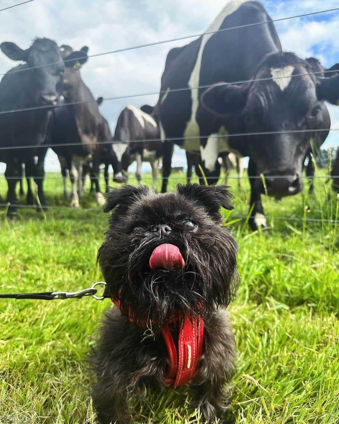 Digby & Aloさんのインスタグラム写真 - (Digby & AloInstagram)「looks like the ladies love him 🐮」11月9日 18時08分 - digbyvanwinkle