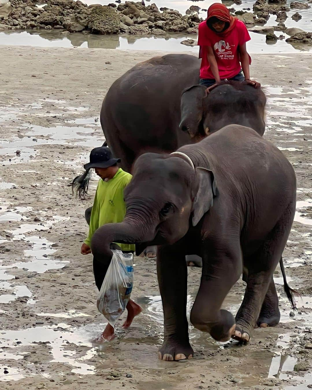 江頭ひなたさんのインスタグラム写真 - (江頭ひなたInstagram)「Elephant cute🐘💕 プーケットでは象さんとも遊びました😆象さんの写真多いから、またUPするかも！写真の整理が追いつかない…  3枚目見て‼️ 象さん自分でちゃんとゴミ袋持って帰ってるの🥺💕 可愛すぎる❤️ 4枚目も見て‼️‼️ 2頭目の象さんがね、1頭目の象さんの尻尾つかんで、並んで歩いてるの🥺💕キュンすぎる🫰  travel with @minami_matsunaka   #キュンです #elephant #phuket #プーケット #ภูเก็ต #thai #thailand #thailandtravel #travel #trip #タイ旅行 #海外旅行 #タイ #エレファントスイム #ラッキービーチ」11月9日 18時23分 - hinataeto