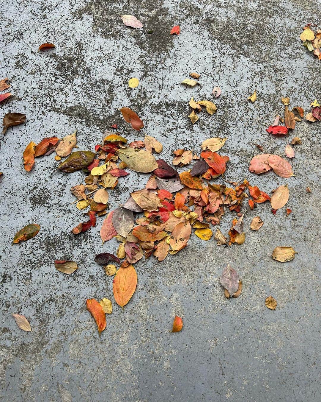 仁村紗和さんのインスタグラム写真 - (仁村紗和Instagram)「11月です。 満開の向日葵が咲いている11月上旬。 今年は気持ちの良い秋を長く堪能できた気がします。 秋は花粉症が辛い仁村です。 季節の変わり目なので皆様お身体気をつけて、、🍂  そして！ 11月7日に情報解禁されました。  ドラマ「SHUT UP」  仁村は主人公の田島由希役で参加させて頂くことになりました。 現場は皆さんおもろくてカッコよくて刺激的エブリデイです。  クライムサスペンス💰 ドキドキハラハラ、かっけードラマができそうなのです。 貧しい暮らしをしている4人、自分たちなりの正義を持って、さまざまな問題に立ち向かっていきます。 悩んで、助け合って、もがきながらも前に進んでいく4人を見守って頂けると嬉しいです。  「 #SHUTUP 」はテレビ東京にて 12月4日月曜よる11時06分からスタート。 宜しくお願い致します！  #莉子 #片山友希 #渡邉美穂 🫶🏻 #仁村紗和  監督は #児山隆 さん #進藤丈広 さん 🎬」11月9日 18時40分 - sawa_nimura