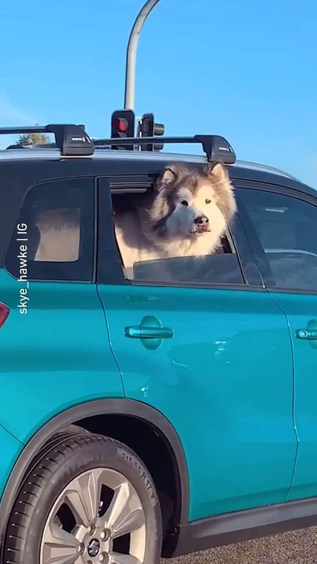 8crapのインスタグラム：「Awoo~ 📹 @skye_hawke - #barked #dog #doggo #Malamute」