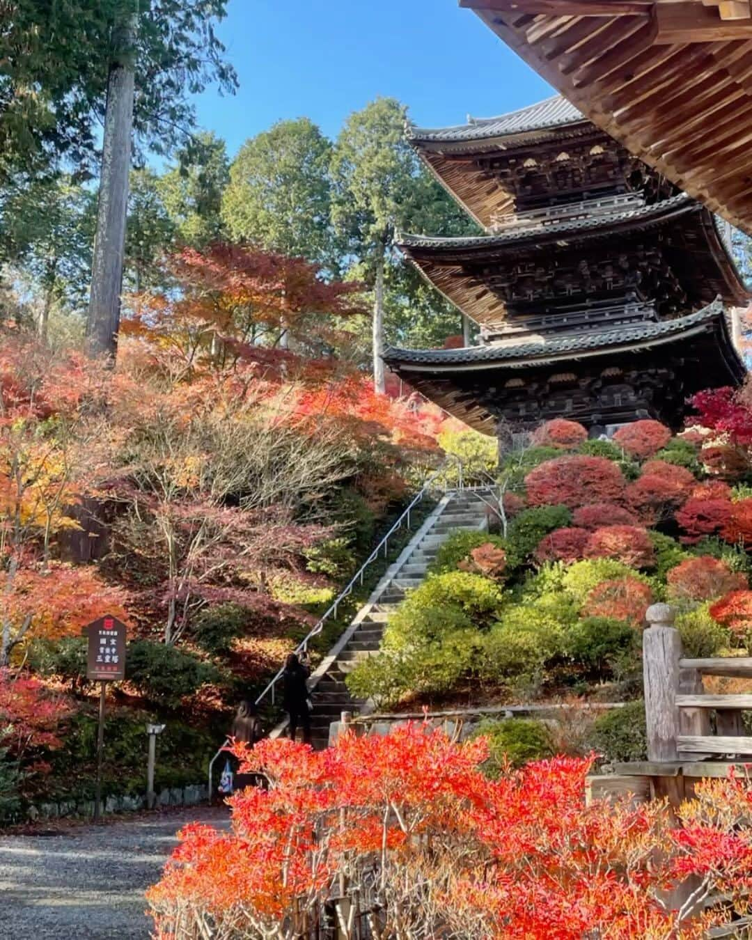 あや ◡̈*❤︎ayaのインスタグラム：「. 緑豊かな滋賀県。秋になれば当然のごとく、美しい紅葉スポットがたくさん存在します  ご存知でしたか？滋賀県湖南市にある国宝湖南三山「常楽寺」、「長寿寺」「善水寺」の三つのお寺 が美しい！のです  🍁「湖南三山 紅葉めぐり」 いよいよ始まります  期間: 令和5年11月10日(金）から11月30日(木)  📍常楽寺（じょうらくじ） 滋賀県湖南市西寺六丁目5番1号 （①②③枚目） 撮影日①2020年11月下旬 　　　②2023年10月30日   ③提供 湖南市観光協会  🅿︎あり（無料）  📍 長壽寺（ちょうじゅじ） @chojyuji_official  （④⑤⑥枚目） 撮影日:④⑤2023年11月8日 　　　　⑥2022年11月下旬  滋賀県湖南市東寺5丁目1-11 🅿︎あり（無料） ✨🍁ライトアップ11月25日、26日 二日間開催  📍 善水寺（ぜんすいじ） @iwanesan_zensuiji  （⑦⑧⑨枚目） 撮影日 :2023年11月8日現在  滋賀県湖南市岩根3518 🅿︎あり（無料） ✨🍁ライトアップ11月10日〜11月30日 17時〜20時  ※最新の情報は公式HPをご参照ください。  🚕今シーズンより紅葉の名所湖南三山を巡るツアーがMKグループよりリリースされ、アクセスが便利になりました  MKトラベルツアー @mktravel.jp  @mktaxi.jp  https://travel.mk-group.co.jp/tourshiga/2023_konan/ ストーリーにもURLのせます  境内が癒しのエネルギーで満たされていて、ちょっとの気付きがあるとお参りも楽しくなりますね✨  @burari_konan  #湖南三山 #紅葉 #湖南三山紅葉めぐり #紅葉ライトアップ #常楽寺 #長寿寺 #善水寺  #プロモーション撮影」