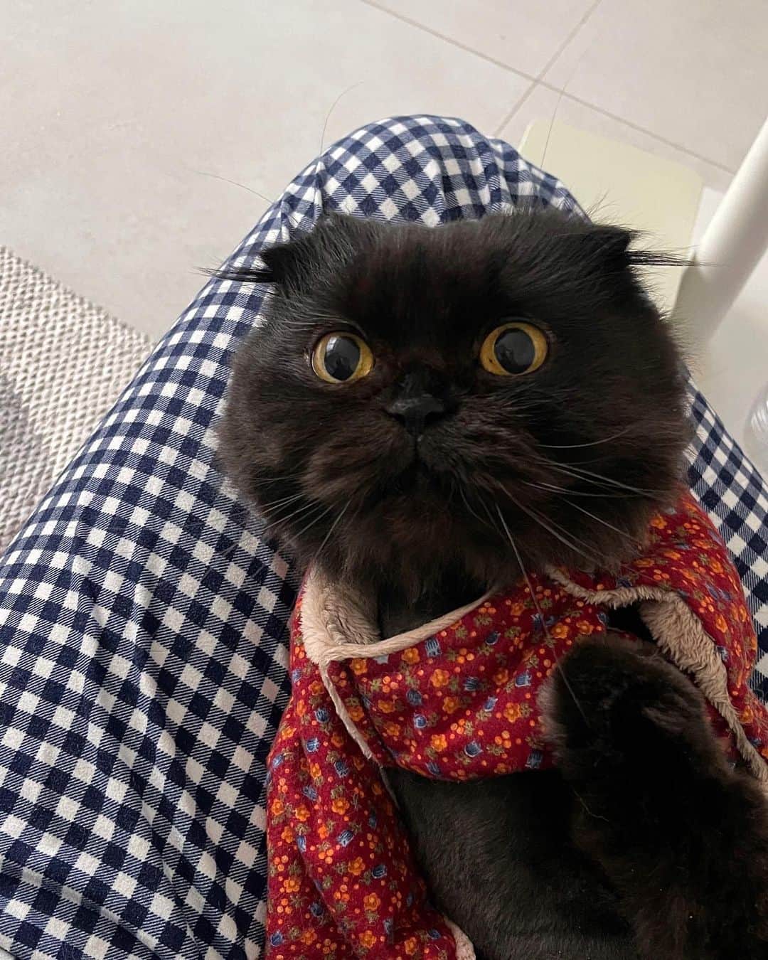 ギモのインスタグラム：「우리집 할매..아니 곰돌이>.< 뒷다리 너무 귀여븜..!ㅎㅎ  #cat #gimo #🐻」