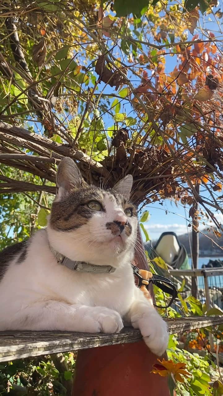 のインスタグラム：「😸 ☀︎ 来年もケンジと一緒に 紅葉🍁みたい  側にはおっぱがいてダッシュがいて 漁師さん、ブッチのお父さんお母さん みんな変わらず  季節が繰り返しても ずっと変わらないものが あればいいのに  今日もご機嫌な1日をだべや (=-ω-=)🍀  私信 リノア君　ありがとう🐶 ずっと忘れない 大切な時間でした」