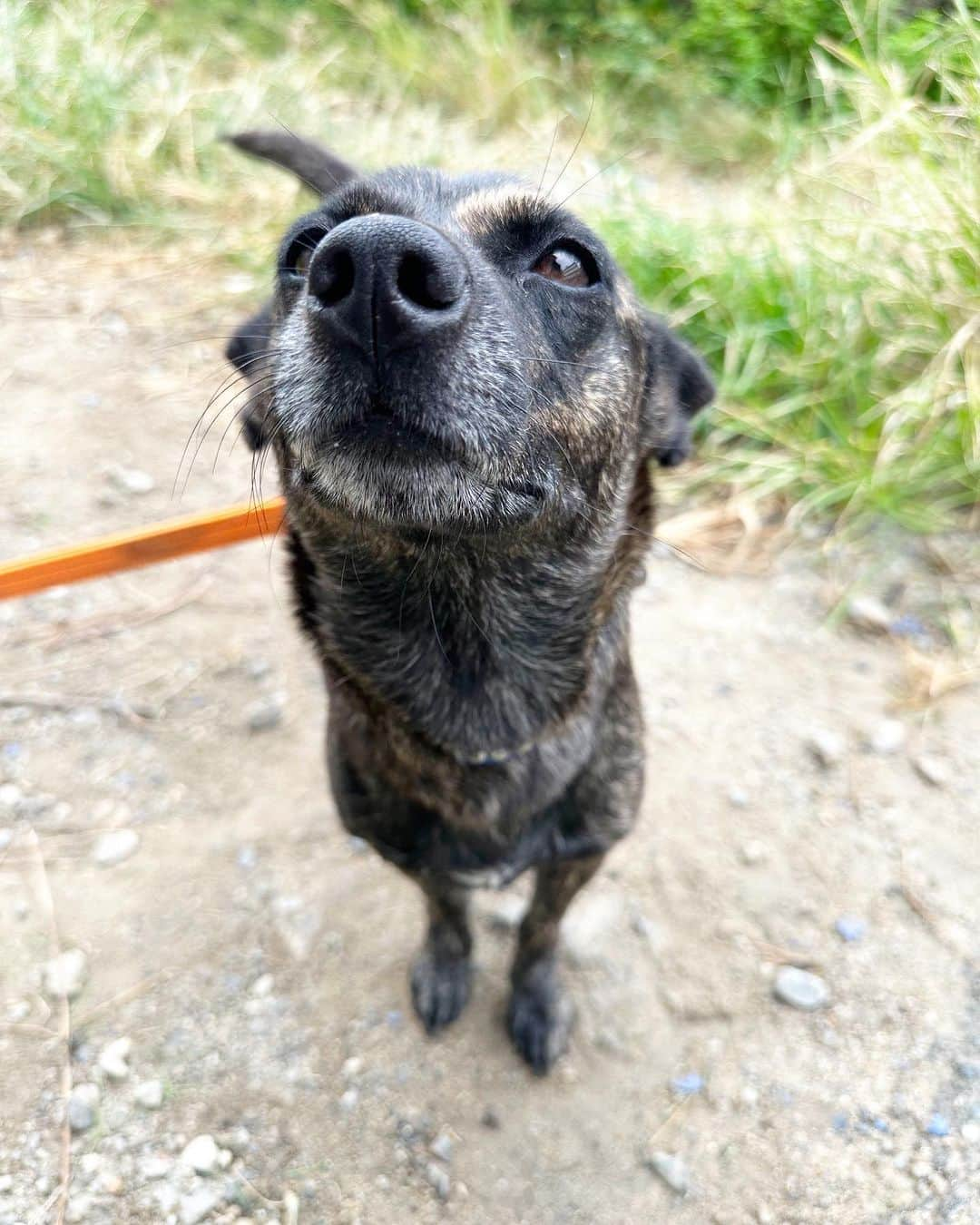 あべこのインスタグラム：「可愛いすぎる琉球犬のポーちゃん🐕✨  琉球犬ってはじめて知ったけど、穴を掘る習性があって穴を掘ってそこに子どもを産むそうです😳‼️  #琉球犬 #沖縄」