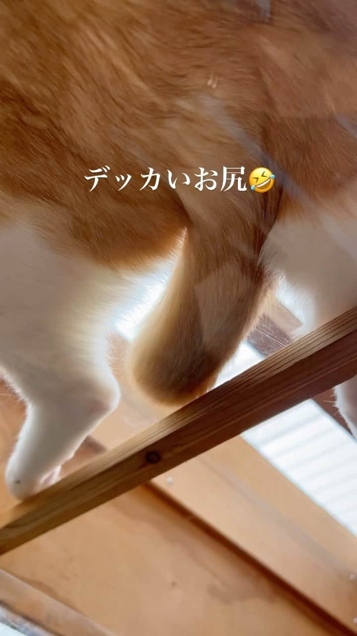 midoriのインスタグラム：「. . ハクのお尻〜🍑🍑. . . 今朝の猫部屋は、気持ちの良い気温です❤️. . . みんな朝から、のんびりダラダラしています🤣🤣」