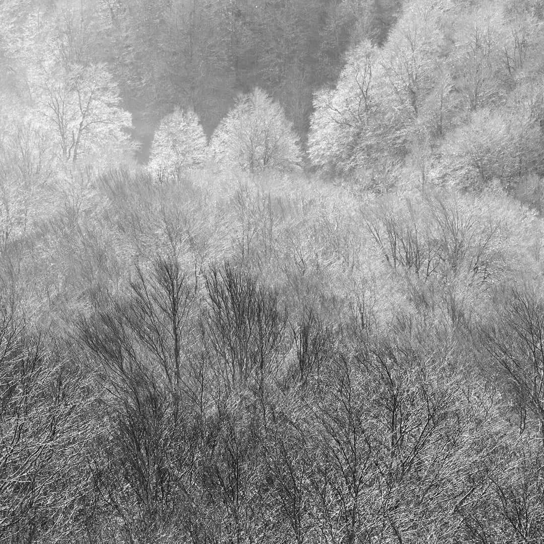 ナショナルジオグラフィックのインスタグラム：「Photo by @orsolyahaarberg | As the camera lens points toward the rising sun at Abruzzo, Lazio, and Molise National Park in Italy, a thin layer of morning dew gives white contour to the naked beech trees on this early November day.」