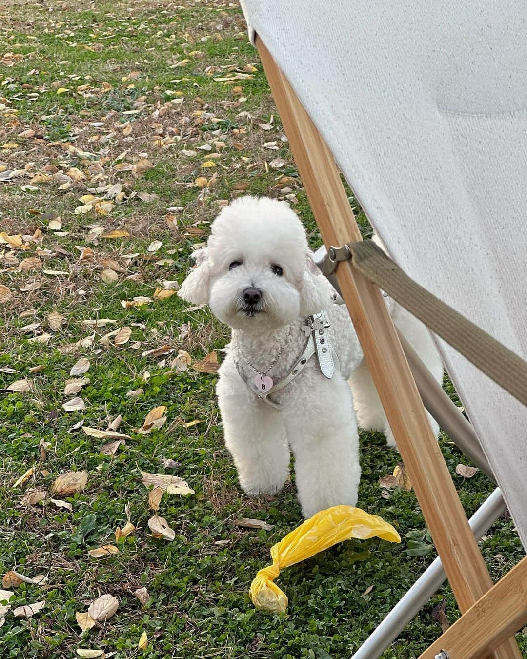 COCO のインスタグラム：「나 부부랑 찬란이랑 친해짐! 🐩🐩🤍🫶🏻」