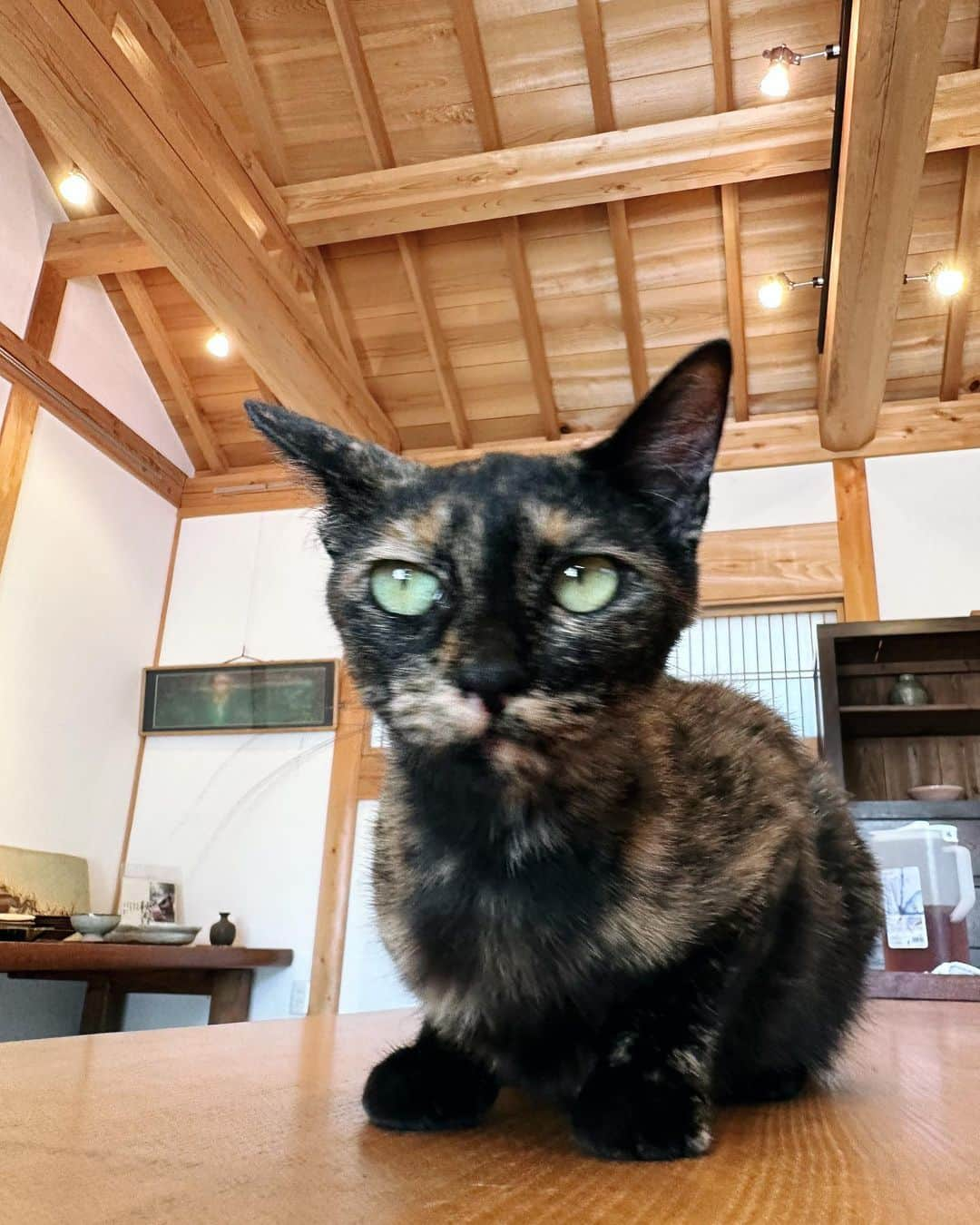 樫野有香さんのインスタグラム写真 - (樫野有香Instagram)「🐈🐈‍⬛🍲  Casa Brutus 11月号  伊賀焼　土鍋  @dorakugama  @casabrutus  @prfm_official  #土楽窯  #casabrutus  #prfm」11月9日 20時00分 - kashiyuka.prfm_p000003