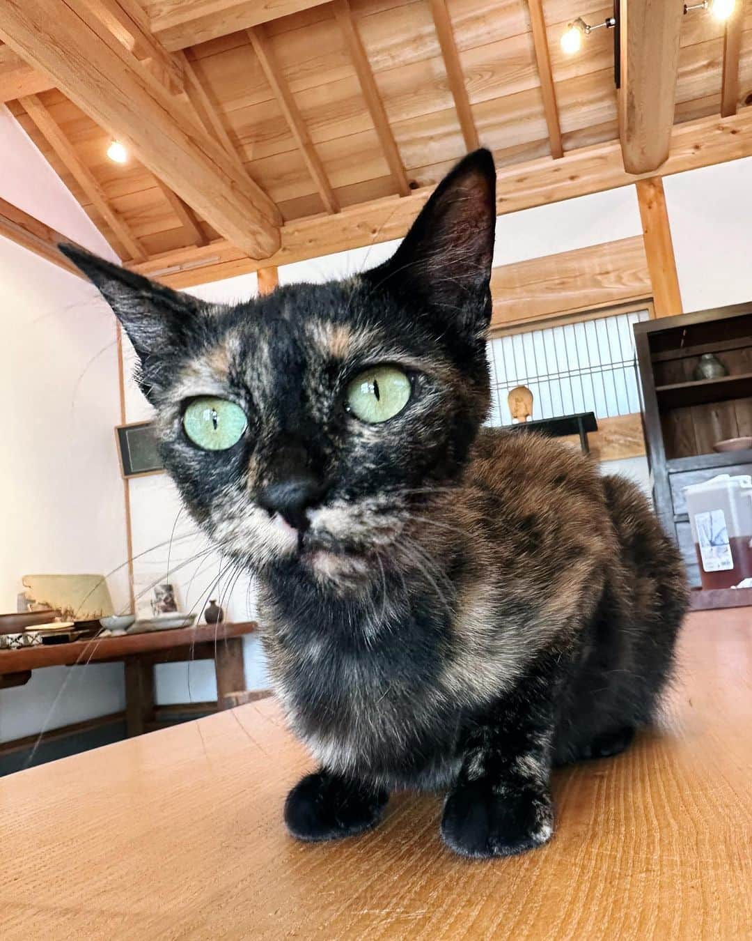 樫野有香さんのインスタグラム写真 - (樫野有香Instagram)「🐈🐈‍⬛🍲  Casa Brutus 11月号  伊賀焼　土鍋  @dorakugama  @casabrutus  @prfm_official  #土楽窯  #casabrutus  #prfm」11月9日 20時00分 - kashiyuka.prfm_p000003