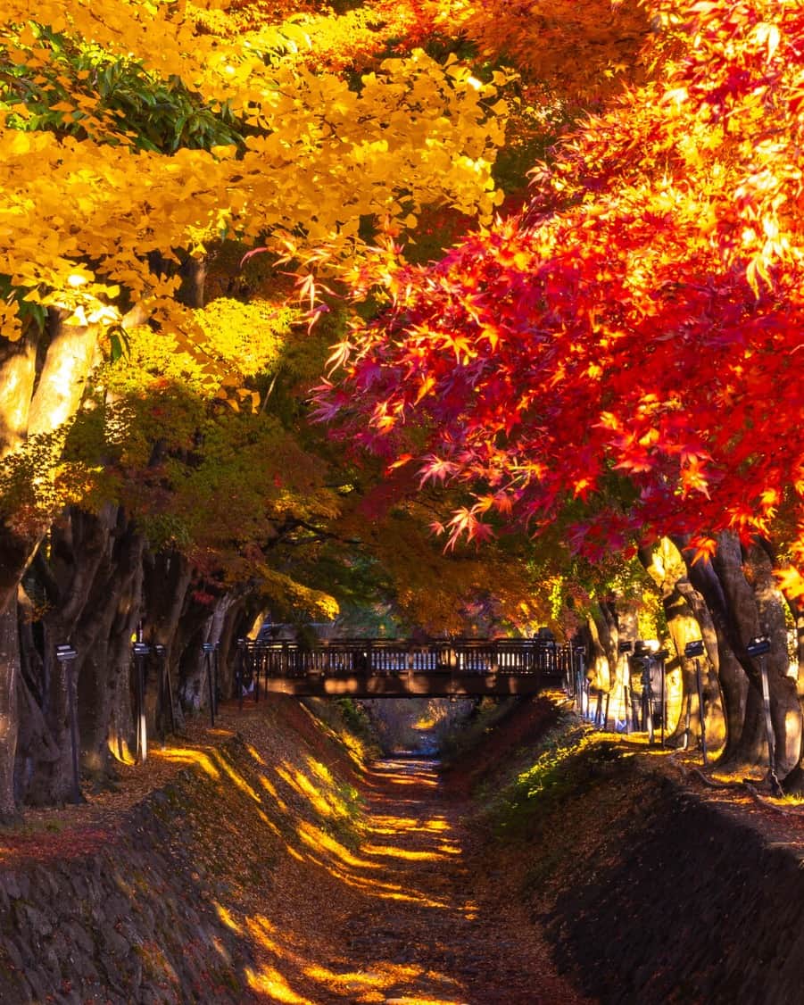 旅行比較サイト・トラベルコ 理想の旅を、いちばん安く。さんのインスタグラム写真 - (旅行比較サイト・トラベルコ 理想の旅を、いちばん安く。Instagram)「#河口湖もみじ回廊 / 山梨  まるで別世界のような紅葉のトンネルが美しく、国内外から人気を集める河口湖もみじ回廊。  11月23日（木）まで「紅葉まつり」が開催されており、ライトアップや飲食店の出店、クラフト市など見どころが盛りだくさん🍁  開催期間中の土日祝のみ、大池公園から無料シャトルバスも運行中です🚍  ●第25回富士河口湖紅葉まつり 期間：2023年10月28日（土）～11月23日（木）9:00～19:00（ライトアップは22:00）まで ※最新情報は富士河口湖町観光連盟公式サイトにてご確認ください ━━━━━━━━━━━ 📍 #河口湖もみじ回廊 （山梨県南都留郡富士河口湖町） ━━━━━━━━━━━ 河口湖もみじ回廊の詳しいスポット情報はこちら👇 https://www.tour.ne.jp/j_spot/128005/  Photo: PIXTA  ********** あなたが旅先で出合った素敵な風景に #トラベルコ または #travelko をつけて投稿してみてください📷 こちらのアカウントで紹介させていただくかも！  投稿を見て「行きたい！」と思ったら保存でクリップ。 フォロー＆いいねもお願いします🌟  ********** 国内海外1500以上の旅行サイトをまとめて比較！ 旅行の最安値を探すなら「トラベルコ」  プロフィール欄のURLから早速検索🔍 @travelko_official  #紅葉 #河口湖 #kawaguchiko #山梨 #山梨県 #山梨旅行 #山梨観光 #国内旅行 #日本の絶景 #japantrip #japantravel #絶景 #フォトジェニック #ファインダー越しの私の世界 #誰かに見せたい景色 #旅行好きな人と繋がりたい #写真好きな人と繋がりたい #女子旅 #一人旅 #旅行好き #旅 #旅行 #観光 #trip #travelko #トラベルコ」11月9日 12時00分 - travelko_official