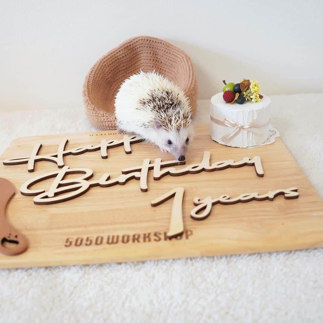 RONさんのインスタグラム写真 - (RONInstagram)「Happy birthday ラル坊🎂🦔 11月9日はラル坊の誕生日です。 1歳になりました。  去年のクリスマスに我が家にやってきました。 もうすぐお迎え記念日もやってきます。  ラル坊は撮影慣れしてないのでお座り不可、じっとしてないです。 ちょっとずつ慣らしていけるかなぁ。  ケーキは以前レイのためにいただいた物です。  #ハリネズミのラル #ハリネズミ #はりねずみ #誕生日  #hedgie #hedgehog #hedgehogs #hedgehoglove #lullthehedgehog #Igel #hérisson #riccio #erizo #Lull birthday #happybirthday」11月9日 12時17分 - ron_hari