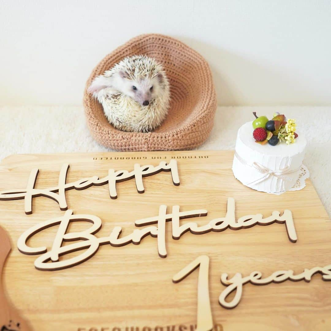 RONさんのインスタグラム写真 - (RONInstagram)「Happy birthday ラル坊🎂🦔 11月9日はラル坊の誕生日です。 1歳になりました。  去年のクリスマスに我が家にやってきました。 もうすぐお迎え記念日もやってきます。  ラル坊は撮影慣れしてないのでお座り不可、じっとしてないです。 ちょっとずつ慣らしていけるかなぁ。  ケーキは以前レイのためにいただいた物です。  #ハリネズミのラル #ハリネズミ #はりねずみ #誕生日  #hedgie #hedgehog #hedgehogs #hedgehoglove #lullthehedgehog #Igel #hérisson #riccio #erizo #Lull birthday #happybirthday」11月9日 12時17分 - ron_hari