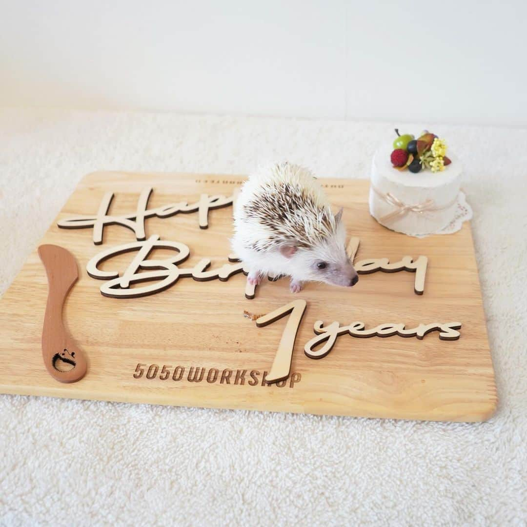 RONのインスタグラム：「Happy birthday ラル坊🎂🦔 11月9日はラル坊の誕生日です。 1歳になりました。  去年のクリスマスに我が家にやってきました。 もうすぐお迎え記念日もやってきます。  ラル坊は撮影慣れしてないのでお座り不可、じっとしてないです。 ちょっとずつ慣らしていけるかなぁ。  ケーキは以前レイのためにいただいた物です。  #ハリネズミのラル #ハリネズミ #はりねずみ #誕生日  #hedgie #hedgehog #hedgehogs #hedgehoglove #lullthehedgehog #Igel #hérisson #riccio #erizo #Lull birthday #happybirthday」