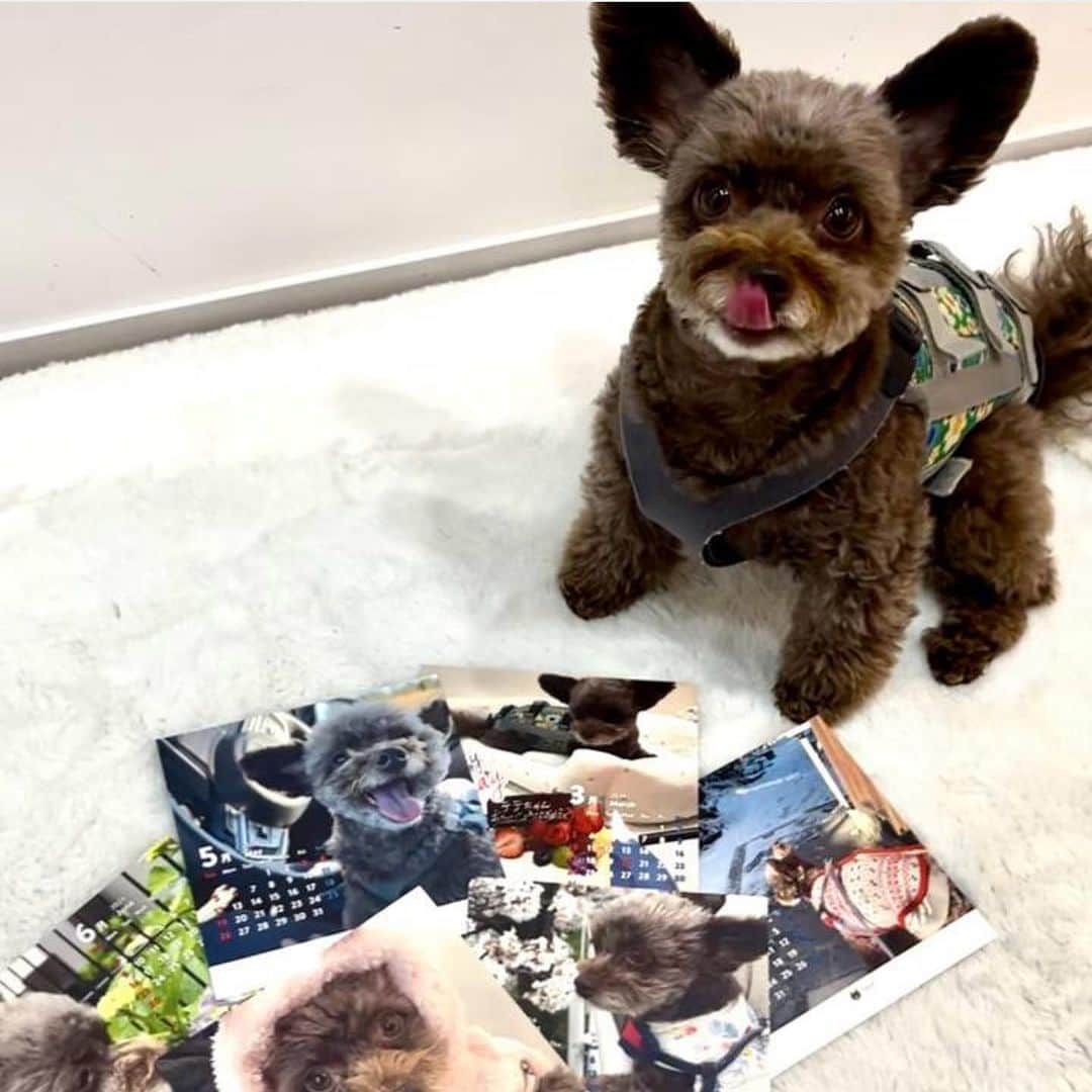 ドコノコさんのインスタグラム写真 - (ドコノコInstagram)「#ドコノコカレンダー　2024バージョン。受付は11/14 17時までです！  みなさんのもとにも、 続々と届いています！  お申し込みはこちらから〜💁🏻‍♀️ https://www.dokonoko.jp/store  #ドコノコ #dokonoko #dokonokoapp #犬 #いぬ #いぬすたぐらむ #いぬのいる暮らし #猫 #ねこ #ねこすたぐらむ #ねこのいる暮らし #ドコノコカレンダー #オリジナルカレンダー #dog #cat #doggos #fluffy #ほぼ日 #ほぼ日刊イトイ新聞 #hobonichi」11月9日 12時35分 - dokonokoapp