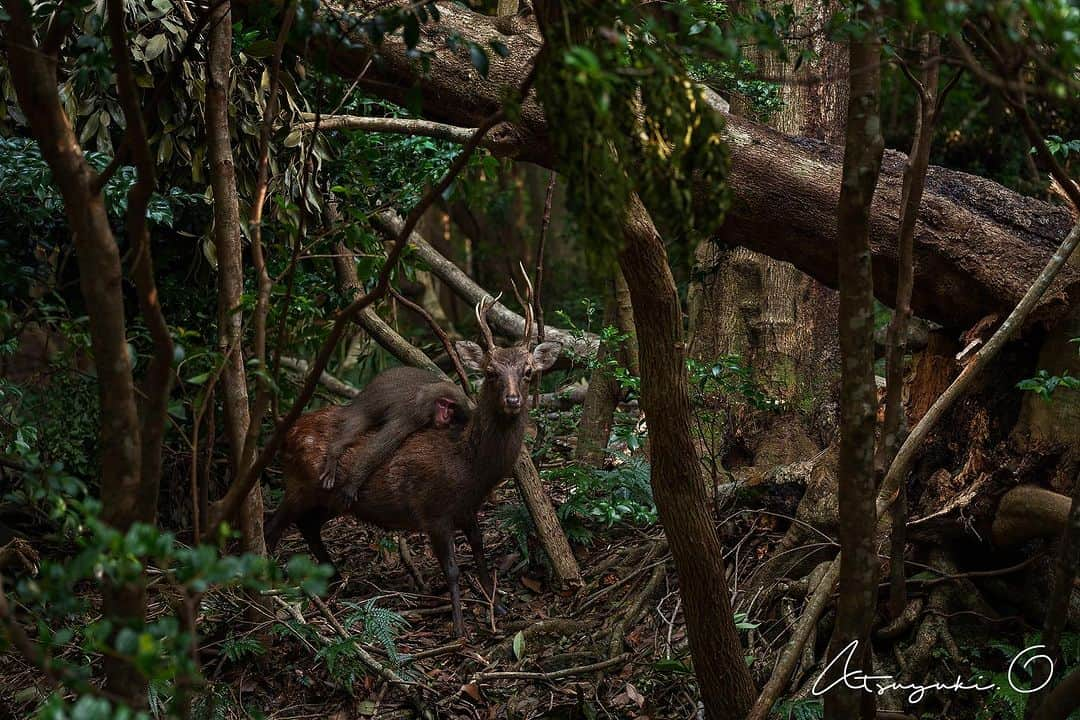 はしもとみおさんのインスタグラム写真 - (はしもとみおInstagram)「動物写真家の大島淳之さんの屋久島で撮られた奇跡みたいな一枚を、彫刻にするご依頼をいただきました、 Wildlife photographer of the yearで受賞された友愛のようなものを感じる素敵な写真。 先日アトリエに彫刻を引き取りに来ていただき、月くんも私もぜいたくにも撮ってもらいました、素敵なお写真たち、ありがとうございます〜 最後の一枚だけ、私の撮った変顔月くんです。  @atykosm   #wildlife #wildlifephotographer #wildlifephotographeroftheyear #deer #monkey #sculpture」11月9日 12時41分 - hashimotomio