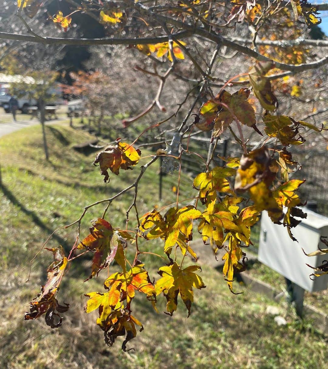 島津咲苗のインスタグラム：「日本の四季、美しい景色、 失われてほしくないなあ。そんな思いで あえて一枚目はこの写真にしました。  イマネタ取材で行った #小原の四季桜  入社して間もない頃、祖父母と訪れた場所なんです。  暑い日が続いた影響で 紅葉と桜満開のピークがずれるだけではなく 紅葉の色付きも、くすんでいて鮮やかさに欠けるそう。 枯れてしまっているものもありました。  悲しいなあ🥲  気候変動・猛暑の影響がいろんなところに出ています。 EUの気象情報機関も「2023年が観測史上最も暑い年になる」ことが確実だと発表したそう。  できることを探していきたいです🌱🍁 . . . #愛知県 #豊田市 #紅葉 #四季桜 #小原の四季桜 #暑さ #猛暑」